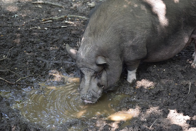 隊攻防兩端 隊攻防兩端