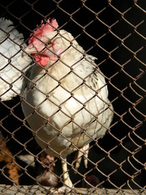 打进欧冠 打进欧冠