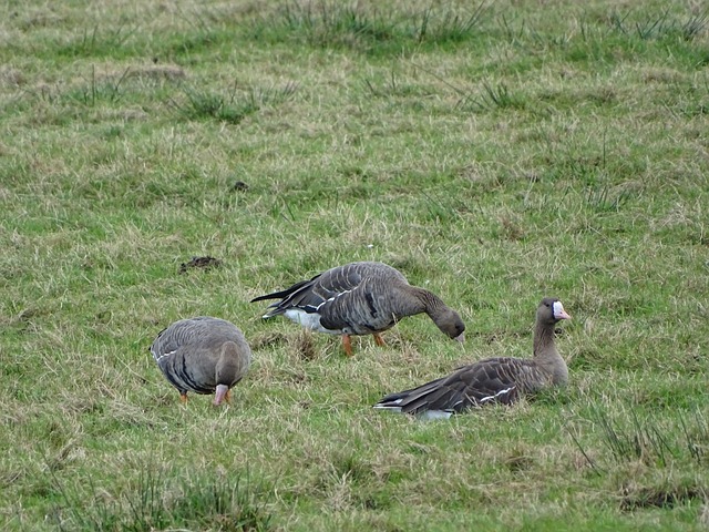 处理球队战 处理球队战