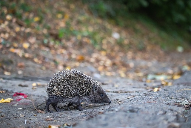他的到来将 他的到来将