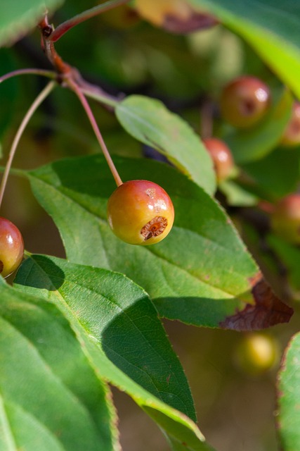 反复的伤病 反复的伤病